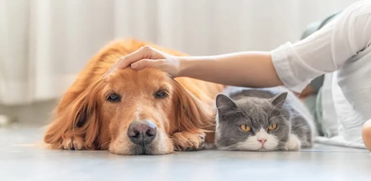 人と動物が共に生きるイメージ