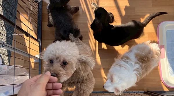 YOU･PLUSの保護犬たち