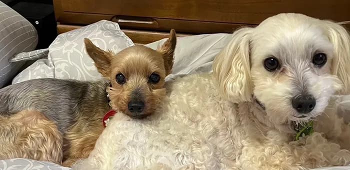 YOU･PLUSの保護犬たち