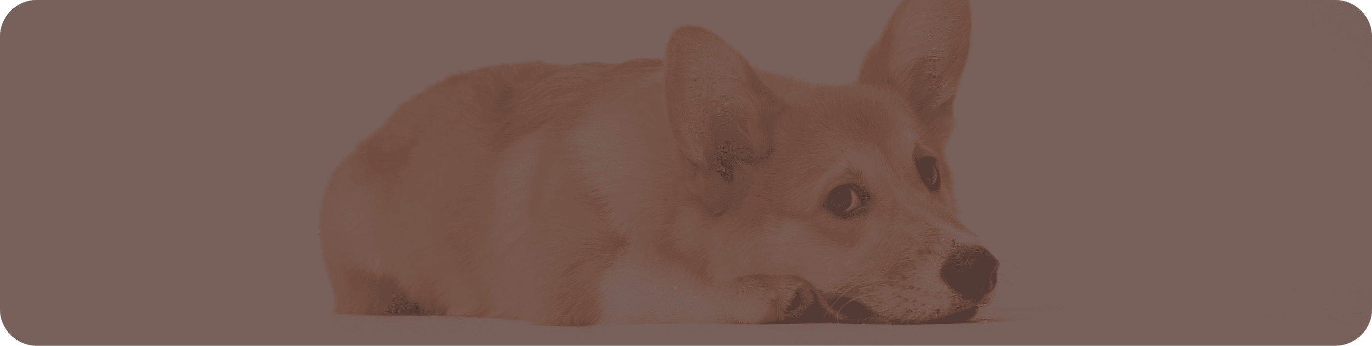 Contact Banner